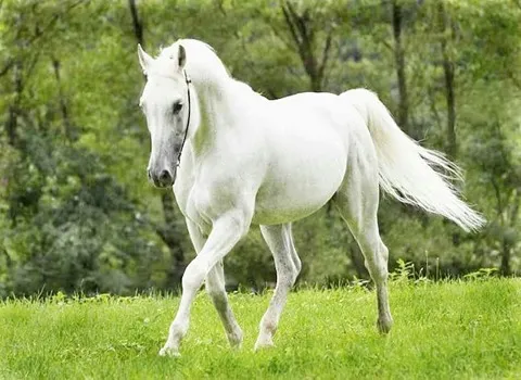 خرید اسب سفید بزرگ + قیمت فروش استثنایی